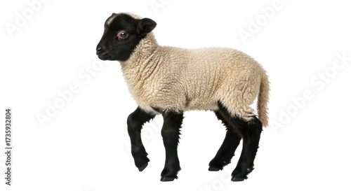 Isolated Lamb posing in studio, animal farm portrait of a blackface lamb, livestock baby