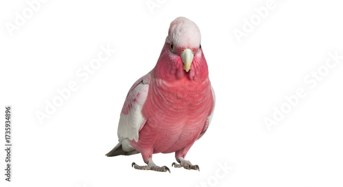 Isolated Rose-breasted cockatoo perched on feet, facing forward in direct eye contact