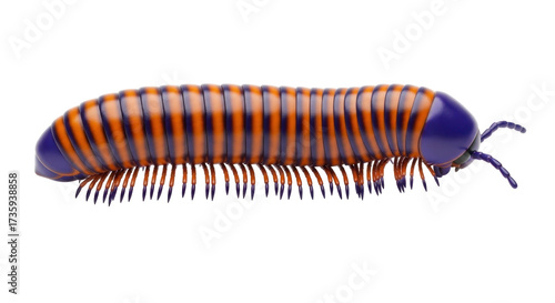 Isolated arthropod millipede with many legs on display, insect and wildlife species