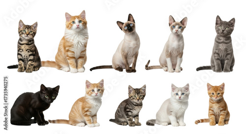 Isolated kittens various breeds adorable playful pets seated looking at camera cut-out
