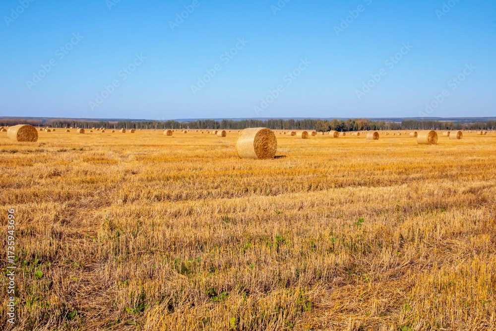 Fototapeta premium Yellow bales of straw on the field. A wheat field after harvesting. Hay bales cleaning. Agricultural industry