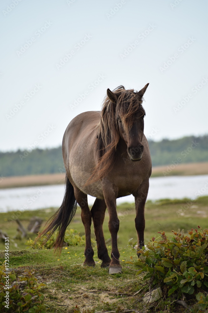 Fototapeta premium Wild horses grazing near river in green landscape