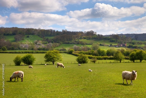 English pasture with grazing sheep