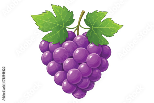 Vector art of purple grapes with green leaves fresh fruit, healthy food, and natural product