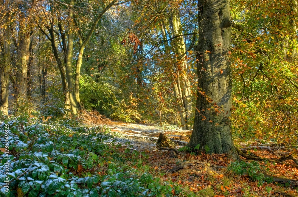 Fototapeta premium European beech wood