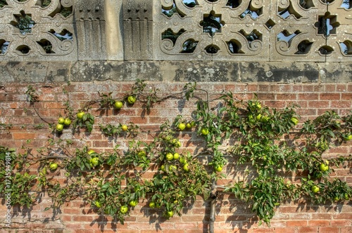 Espalier apple tree