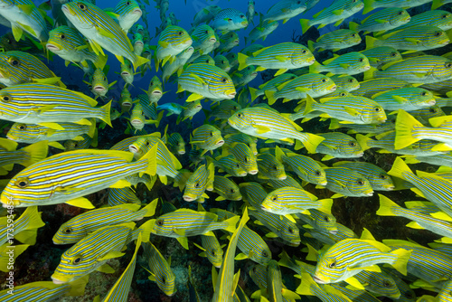 Ribbon sweetlips, Plectorhinchus polytaenia, Raja Ampat Indonesia.