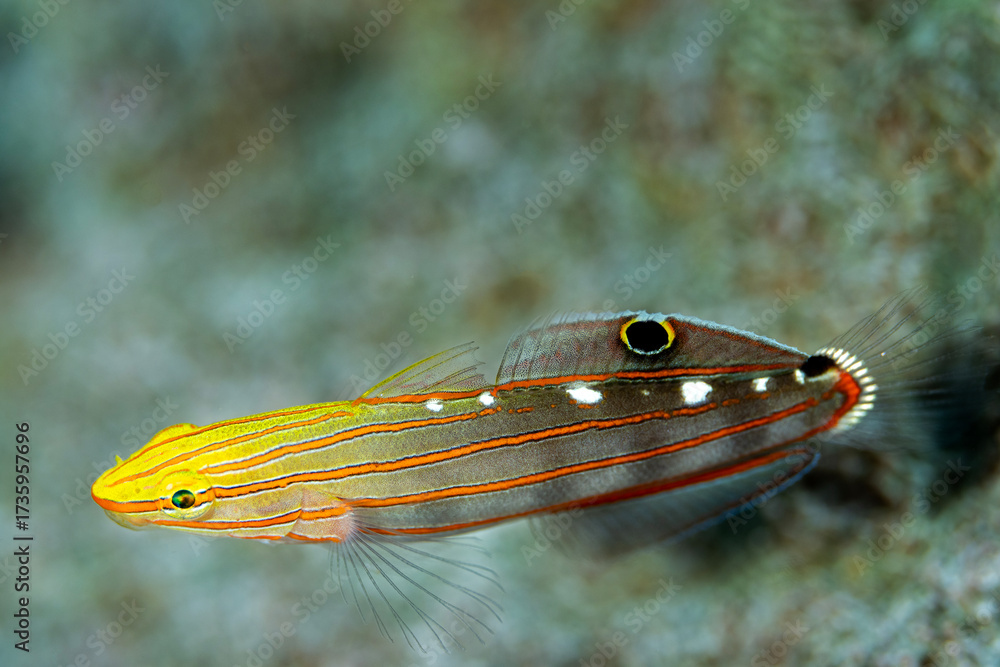 Fototapeta premium Rainford goby, Amblygobius rainfordi, Raja Ampat Indonesia.