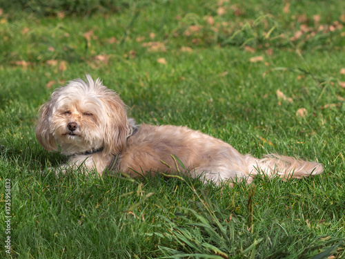 Adorable Maltipoo dog relaxing on green grass outdoors, small fluffy pet enjoying nature in a sunny park.