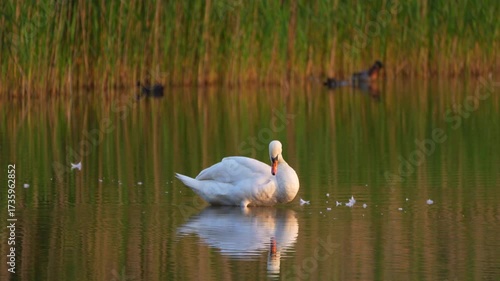 a white swan cleans its feathers on a pond