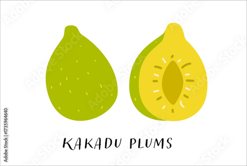 Kakadu plums whole and cut in half. Flat vector illustration.