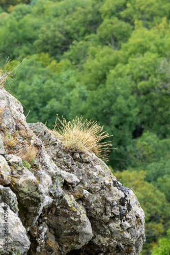 Fluffy grass in the form of a bush on a steep cliff. Green trees in the background.