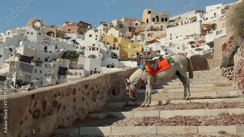 Des ânes à Santorin pendant une belle journée ensoleillée.	