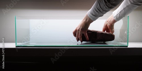 Pea Puffers Dwarf puffer fish aquascape