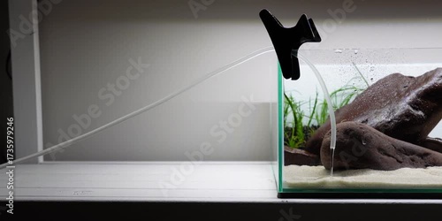 Pea Puffers Dwarf puffer fish aquascape