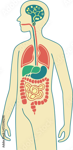 Simplified human anatomy illustration showcasing key internal organs for educational purposes, a modern, clear depiction of the digestive system and brain