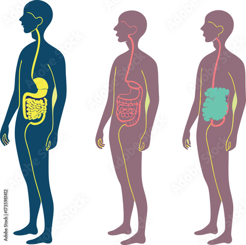Dynamic medical illustration showcasing human digestive systems, perfect for educational materials, health guides, and scientific publications. Vector design.