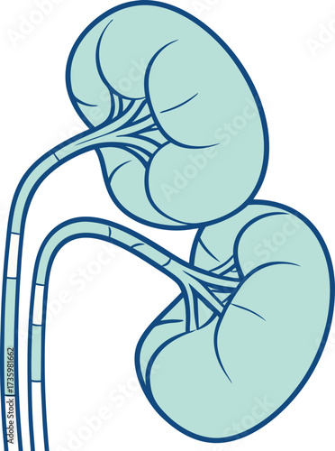 Human kidneys illustration for medical infographic, educational material, or scientific presentation needs, showcasing anatomy and healthcare concepts elegantly