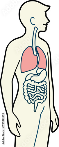 Anatomical illustration of the human digestive system and respiratory system, perfect for medical education and healthcare awareness campaigns