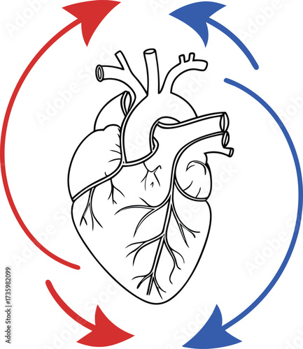Anatomical heart illustration showcasing circulatory system with red and blue arrows, perfect for medical education or healthcare marketing materials.