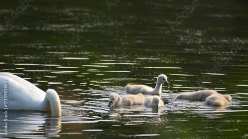 a white swan with babies on a lake