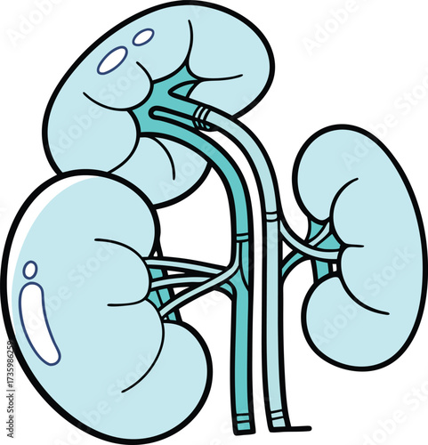 Engaging human kidney anatomy for medical education, health campaigns, and biological science visuals