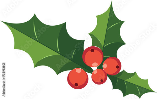 Holly Berries and Leaves Illustration