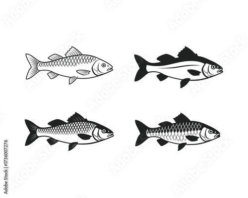 Four hand drawn illustrations of carp fish in outline and silhouette styles on a white background