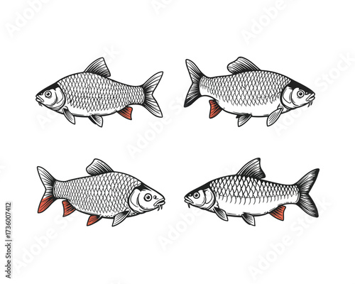 Four detailed hand drawn illustrations of freshwater fish species in a vintage sketch style with subtle red accents on fins