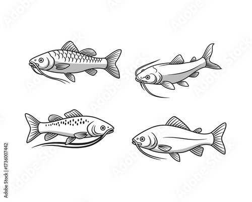 Four hand drawn sketch illustrations of koi carp fish in different poses and angles on a white background
