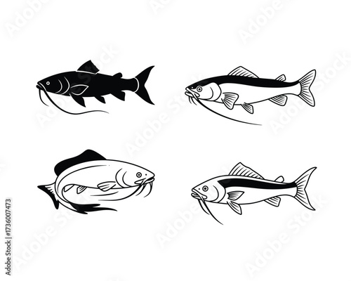 Four hand drawn illustrations of carp fish in black and white showing different angles and styles of artistic depiction