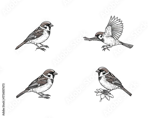 Detailed ink sketch illustrations of four house sparrows in various poses showing perching and flying actions isolated on white