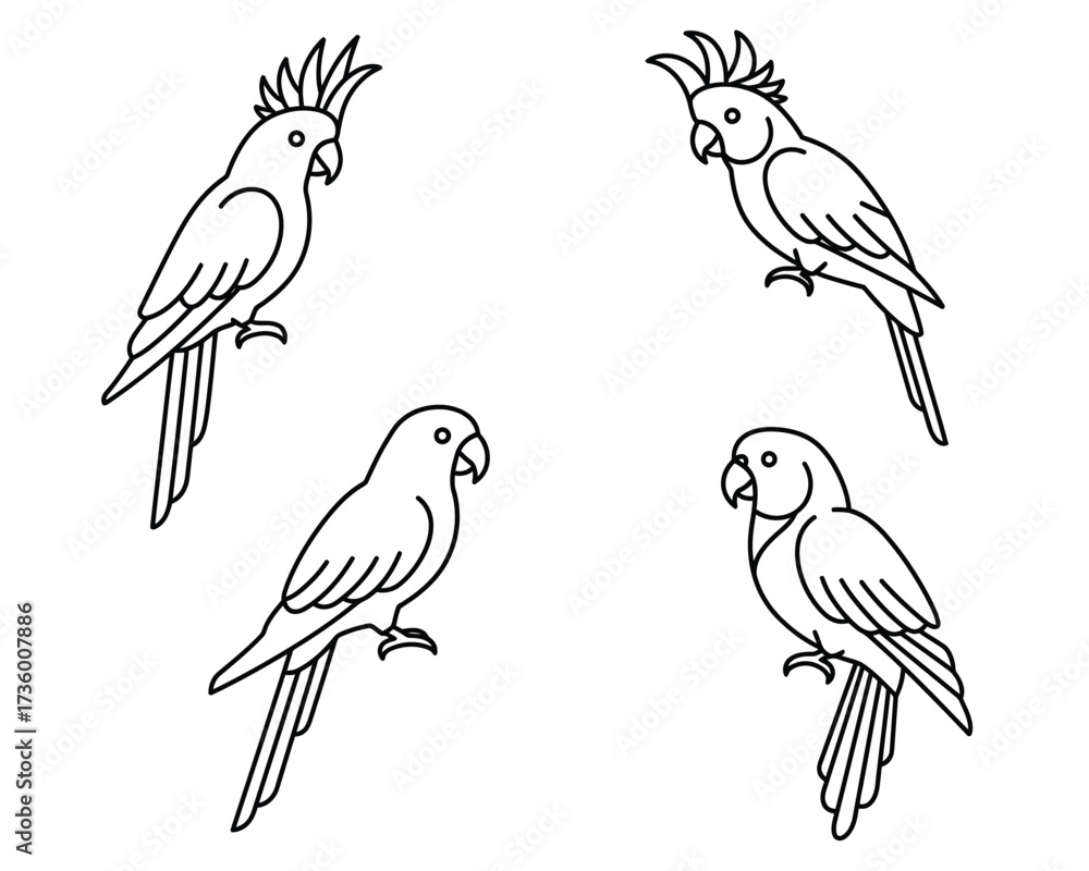 Fototapeta premium Four elegant line art cockatoo parrots perched and facing different directions on a white background