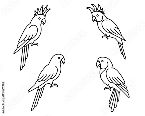 Four elegant line art cockatoo parrots perched and facing different directions on a white background