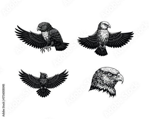 Detailed black and white sketch collection of majestic eagles in flight and close up portrait poses