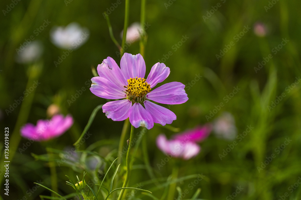 Fototapeta premium Pink flowers in the field. Cosmos flowers of various colors are in bloom. A beautiful autumn flower.