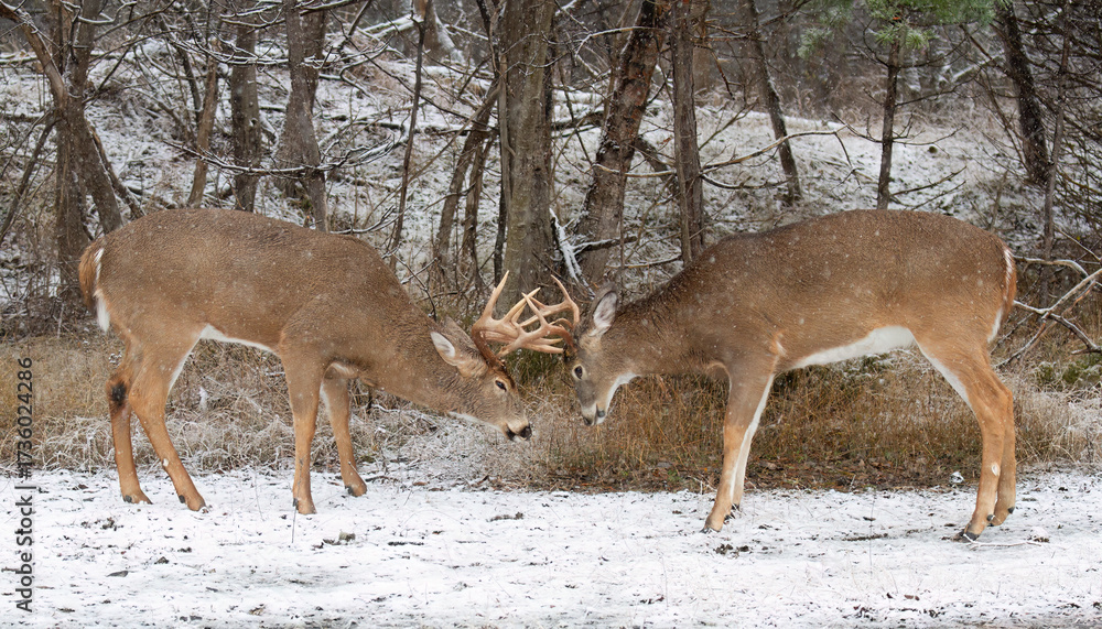 Obraz premium Two white-tailed deer bucks playing during rutting season on a snowy day in Canada