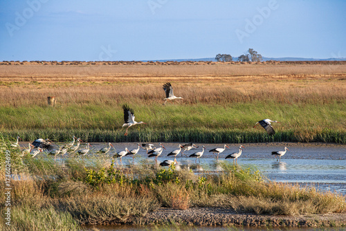 Flocks of storks flying and wading in Doñana National Park wetlands