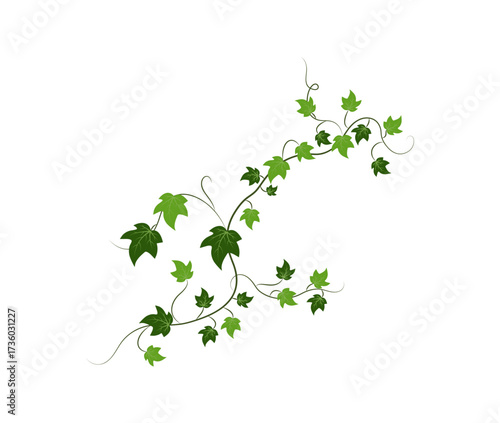 Green Ivy Vine Leaves Decoration – Climbing Plant Vector Design
