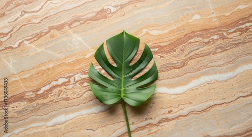 A vibrant green split-leaf plant rests on a textured stone surface with swirling brown and beige patterns