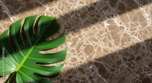 A vibrant green split-leaf plant rests on a patterned brown and white marble surface highlighted by strong diagonal shadows