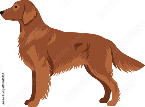Simple Flat Brown Irish Setter Dog Side View Standing Illustration
