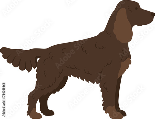 Flat Illustration Full Body Brown Irish Setter Breed Side View Isolated