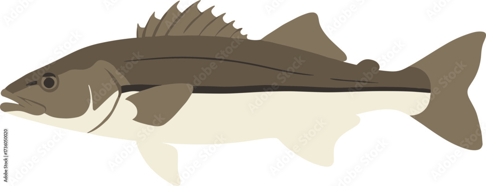 Obraz premium Flat Style Detailed Freshwater White Perch Fish Aquatic Illustration