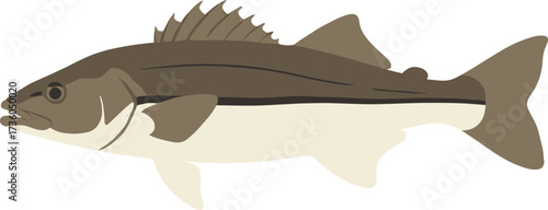 Flat Style Detailed Freshwater White Perch Fish Aquatic Illustration