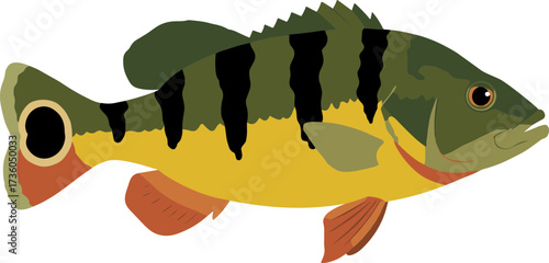 Flat Illustration Peacock Bass Fish with Striped Pattern Side View