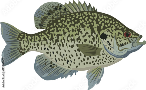 Detailed Realistic Illustration of a Spotted Crappie Freshwater Fish Species