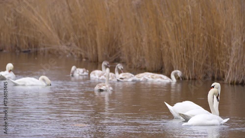 adult and young swans on a pond