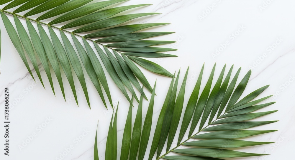 Fototapeta premium Two green palm fronds laid flat on a white marble surface with subtle gray veining
