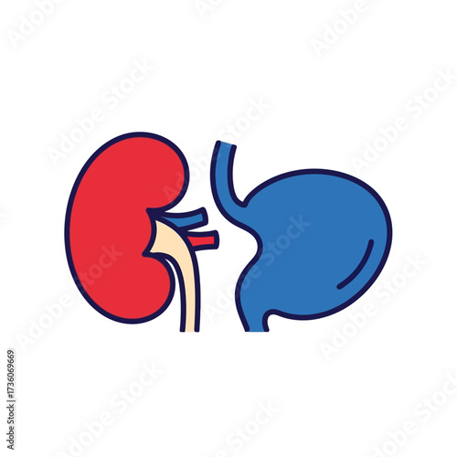 Medical illustration of kidney and stomach with their connection, a digestive and urinary system diagram